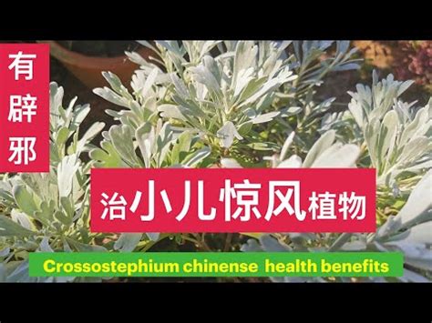 芙蓉菊可以吃嗎|【芙蓉菊可以吃嗎】芙蓉菊可以吃嗎？美容養身，讓你由內而外散。